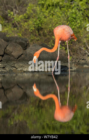 American flamingo (Phoenicopterus ruber) à bord de l'eau, Borrero Bay, île de Santa Cruz, Galapagos, Equateur. Banque D'Images