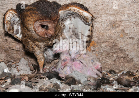 Effraie des clochers (Tyto alba moricei) au nid avec les poussins dans la grotte sous chantier. L'île de Santa Cruz, Galapagos, Equateur. Banque D'Images