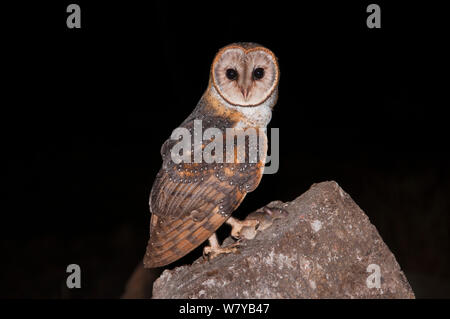 Effraie des clochers (Tyto alba moricei) sur du rock avec des proies chez les rongeurs, l'île de Santa Cruz, Galapagos, Equateur. Banque D'Images