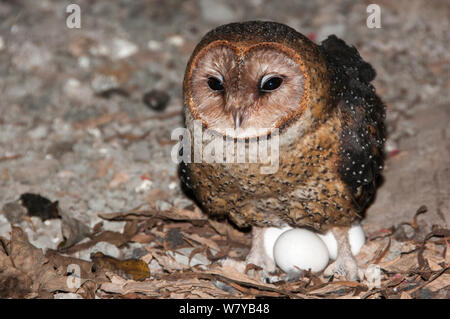 Effraie des clochers (Tyto alba moricei) sur son nid avec des oeufs en grotte sous chantier. L'île de Santa Cruz, Galapagos, Equateur. Banque D'Images