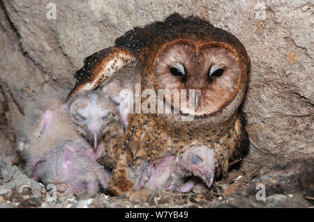 Effraie des clochers (Tyto alba moricei) sur son nid avec les poussins dans la grotte sous chantier. L'île de Santa Cruz, Galapagos, Equateur. Banque D'Images