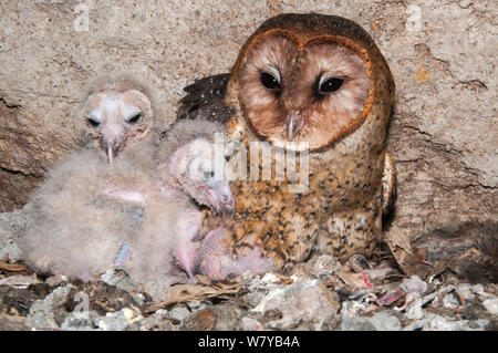 Effraie des clochers (Tyto alba moricei) sur son nid avec les poussins dans la grotte sous chantier. L'île de Santa Cruz, Galapagos, Equateur. Banque D'Images