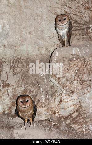 Effraie des clochers (Tyto alba moricei) Paire de nicher dans grotte sous chantier. L'île de Santa Cruz, Galapagos, Equateur. Banque D'Images