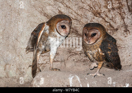 Effraie des clochers (Tyto alba moricei) Paire de nicher dans grotte sous chantier. L'île de Santa Cruz, Galapagos, Equateur. Banque D'Images