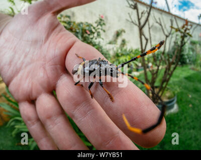 Avec longicorne grande antenne sur une main humaine, d'insectes trouvés dans un jardin Banque D'Images