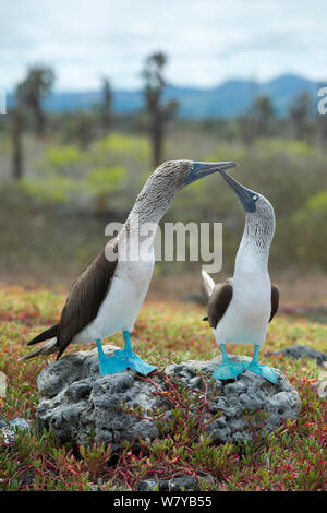 Fou à pieds bleus (Sula nebouxii) Paire de parade nuptiale, l'île de Santa Cruz, Galapagos, Equateur. Banque D'Images