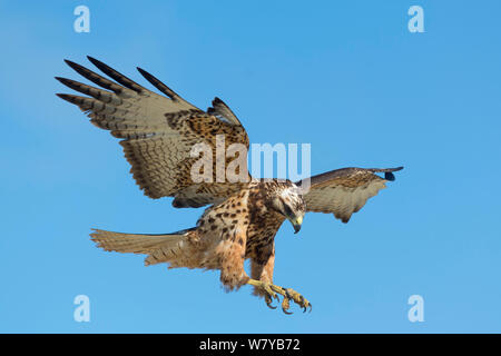 Îles Galápagos (Buteo galapagoensis) landing, Galapagos, Equateur. Les espèces vulnérables. Banque D'Images