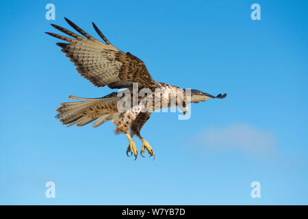 Îles Galápagos (Buteo galapagoensis) en vol, Galapagos, Equateur. Les espèces vulnérables. Banque D'Images