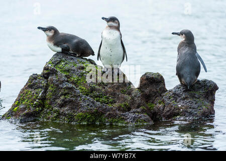 Les manchots des Galapagos (Spheniscus mendiculus) reposant sur le roc, Galapagos, Equateur. Les espèces en voie de disparition. Banque D'Images