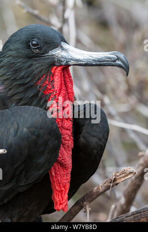 Frégate superbe (Fregata magnificens) portrait masculin, Galapagos, Equateur. Banque D'Images