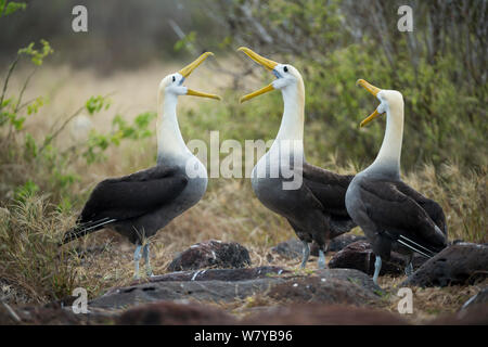 Albatros des Galapagos (Phoebastria irrorata) parade nuptiale, Galapagos, Equateur. Espèces en danger critique d'extinction. Banque D'Images