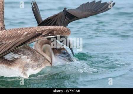 Noddi brun (Anous stolidus) assis sur le pélican brun (Pelecanus occidentalis) à surveiller et les captures de poisson qui s'échappe. Îles Galápagos Banque D'Images