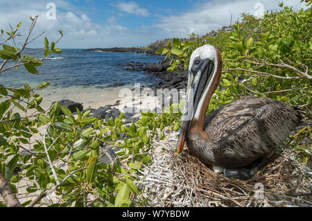 Pélican brun (Pelecanus occidentalis) assis sur son nid, Galapagos Banque D'Images