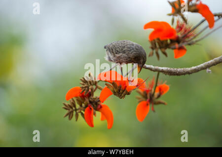 Cactus (Geospiza scandens) Finch se nourrissant de fleurs Erythrina, Galapagos Banque D'Images