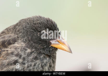 Finch (Geospiza scandens Cactus) portrait, Galapagos Banque D'Images