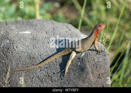 Lézard de lave Espanola (Microlophus delanonis), femme, Galapagos. Banque D'Images