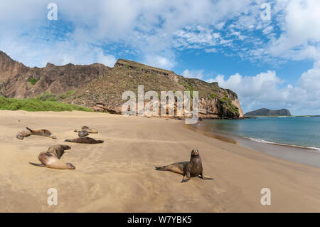 Lion de mer Galapagos (Zalophus wollebaeki) on beach, Punta Pitt, San Cristobal Island, Îles Galápagos Banque D'Images