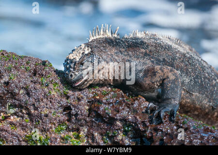 Iguane marin (Amblyrhynchus cristatus) se nourrissant d'algues sur la roche, Galapagos Banque D'Images