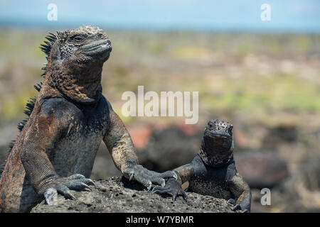 Iguane marin (Amblyrhynchus cristatus) basking dans sun, Galapagos Banque D'Images