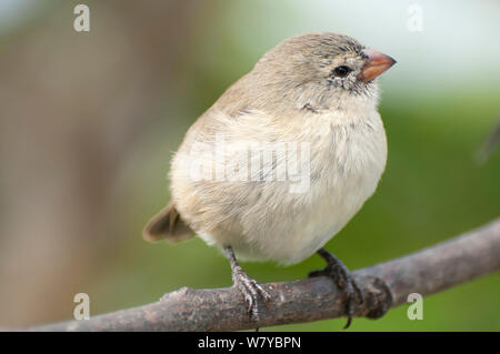 Petit arbre finch (Camarhynchus parvulus) portrait, Galapagos Banque D'Images