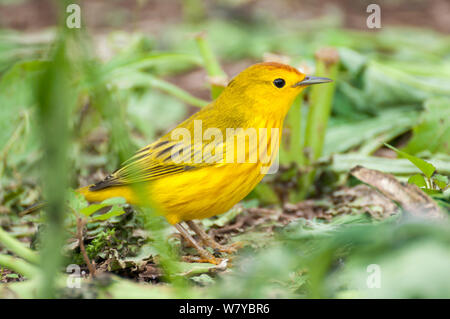 La paruline jaune (Dendroica petechia) sur le sol, Galapagos Banque D'Images