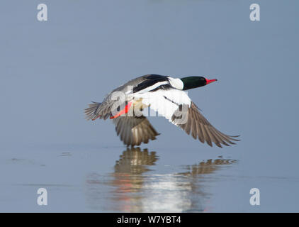 Grand harle (Mergus merganser) mâle, décoller de l'eau, New York, USA, Avril Banque D'Images