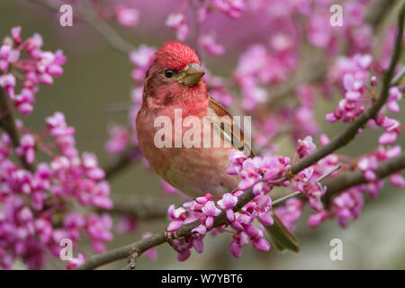 Roselin pourpré (Carpodacus purpureus) mâle perché entre l'Est de redbud blossom au printemps, New York, USA Mai. Banque D'Images