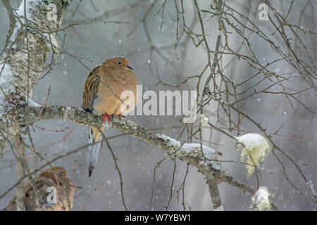 La tourterelle triste (Zenaida macroura) perché sur la branche de neige, l'Acadia National Park, Maine, USA, février. Banque D'Images