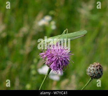 Un livre vert (cricket katydid) perché sur un chardon pourpre fleur dans la forêt de Saou, dans le département de la Drôme Banque D'Images