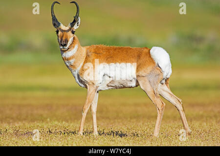 Pronghorn (Antilocapra americana) mâle, Parc National de Yellowstone, Wyoming, USA, juin. Banque D'Images