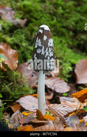 Champignon Coprinus picaceus (PIE) Sussex, Angleterre, Royaume-Uni, novembre. Banque D'Images