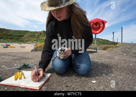 National Trust ranger Laura Shearer nombre d'enregistrement à l'anneau monté sur le macareux moine (Fratercula arctica), récemment émergé de burrow, Inner Farne, Iles Farne, Northumberland, Angleterre, juillet. Banque D'Images