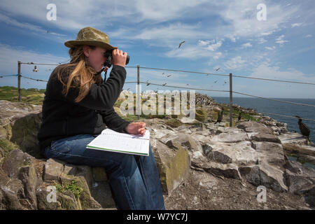 National Trust ranger Laura Shearer regarder les oiseaux de passage pour la mer, Inner Farne, Iles Farne, Northumberland, Angleterre, juillet. Banque D'Images