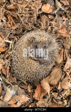 Hérisson (Erinaceus europaeus ) recroquevillé dans les feuilles d'automne, UK, June, captive. Banque D'Images