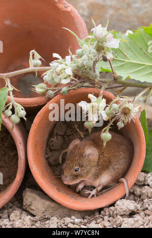 Campagnol roussâtre (Clethrionomys glareolus) dans la région de cache-pot, Royaume-Uni, juin, captive. Banque D'Images