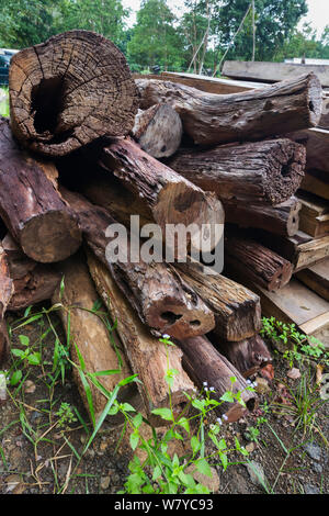 Siam rosewood Dalbergia cochinchinensis (bois) confisqués à des braconniers, stockées en tant que preuve, Thap Lan National Park, Complexe forestier de Dong Phayayen-Khao Yai, Thaïlande, de l'est août. Banque D'Images