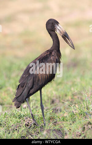 Openbilled (Anastomus lamelligerus Stork), Chobe National Park, Botswana, Africa. Banque D'Images