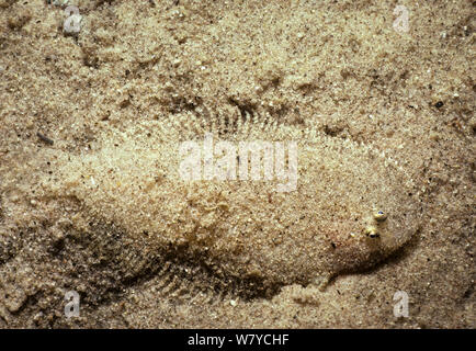 Moïse seul (Pardachirus marmoratus) camouflé dans du sable, Sinaï, Egypte, Mer Rouge. Banque D'Images