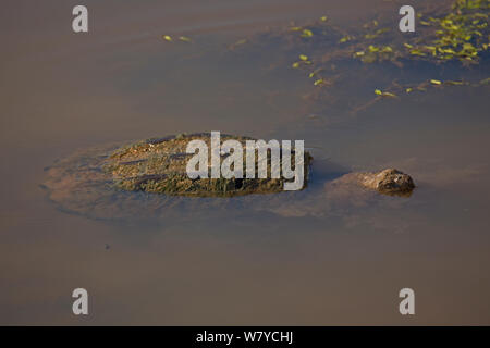 La tortue serpentine (Chelydra serpentina) Virginia, USA. Octobre. Banque D'Images