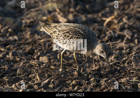 Le Combattant varié (Philomachus pugnax) alimentation en plumage d'hiver le long de la rive d'un lac. Martin simple WWT Réserver, Lancashire, Royaume-Uni. Novembre. Banque D'Images