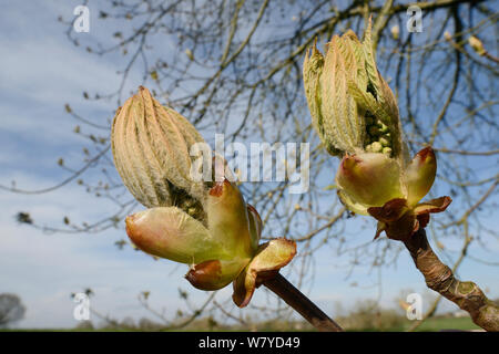 Girl (8-9) ouverture des bourgeons foliaires, Wiltshire, Royaume-Uni, avril. Banque D'Images