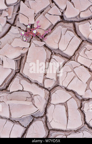 Usine à glace (Mesembryanthemum nodiflorum) séché dans la boue craquelée, Fuerteventura, Îles Canaries. Banque D'Images