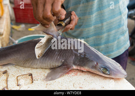 L'homme dépose de la nageoire dorsale (requin Squalus sp) dans le marché aux poissons, Bali, Indonésie, août 2014. Banque D'Images