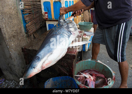 L'homme dépose les ailerons de requin mako (Isurus oxyrinchus) dans le marché aux poissons, Bali, Indonésie, août 2014. Les espèces vulnérables. Banque D'Images