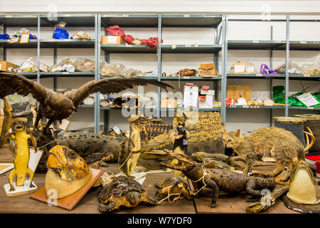 La taxidermie de spécimens et d'espèces en péril produits confisqués par la police espagnole à Adolfo Suarez l'aéroport de Madrid-Barajas en accord avec la CITES, stockées dans un entrepôt du gouvernement, Espagne, Octobre 2014. Banque D'Images