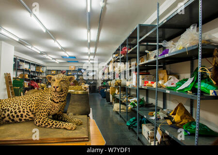 La taxidermie de spécimens et d'espèces en péril produits confisqués par la police espagnole à Adolfo Suarez l'aéroport de Madrid-Barajas en accord avec la CITES, stockées dans un entrepôt du gouvernement, Espagne, Octobre 2014. Banque D'Images