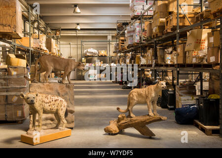 La taxidermie spécimens confisqués par la police espagnole à Adolfo Suarez l'aéroport de Madrid-Barajas en accord avec la CITES, stockées dans un entrepôt du gouvernement, Espagne, Octobre 2014. Banque D'Images