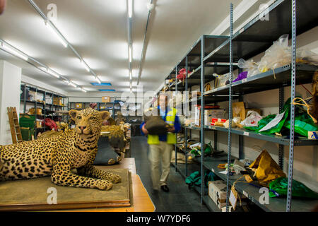 L'homme avec la taxidermie de spécimens et d'espèces en péril produits confisqués par la police espagnole à Adolfo Suarez l'aéroport de Madrid-Barajas en accord avec la CITES, stockées dans un entrepôt du gouvernement, Espagne, Octobre 2014. Banque D'Images