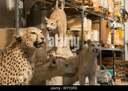 La taxidermie spécimens confisqués par la police espagnole à Adolfo Suarez l'aéroport de Madrid-Barajas en accord avec la CITES, stockées dans un entrepôt du gouvernement, Espagne, Octobre 2014. Banque D'Images