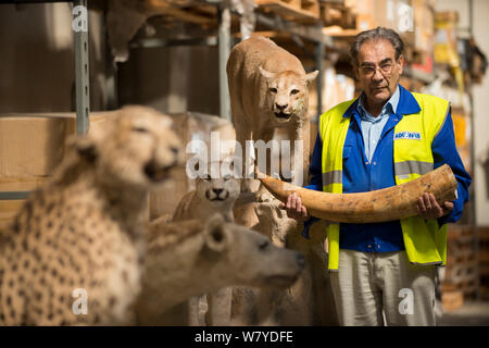 Homme avec des spécimens de taxidermie et défense en ivoire confisqués par la police espagnole à Adolfo Suarez l'aéroport de Madrid-Barajas en accord avec la CITES, stockées dans un entrepôt du gouvernement, Espagne, Octobre 2014. Banque D'Images